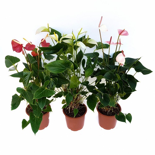 Inspira acasa aer mai curat cu 99.98% imbogatit cu natura 3 anthurium crinum500 1