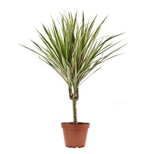 dracena bicolor