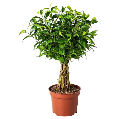 ficus benjamina natasja planta naturala ficus