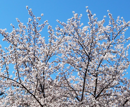 sakura primavara5