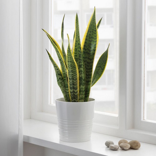 sansevieria trifasciata planta naturala sabiuta sanseveria