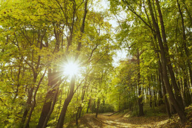 Terapia în pădure Shinrin-yoku ajuta oamenii să facă față stresului și anxietății