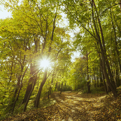 Terapia în pădure Shinrin-yoku ajuta oamenii să facă față stresului și anxietății
