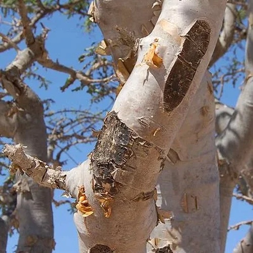 plante-tamaduitoare-din-biblie-tamaie